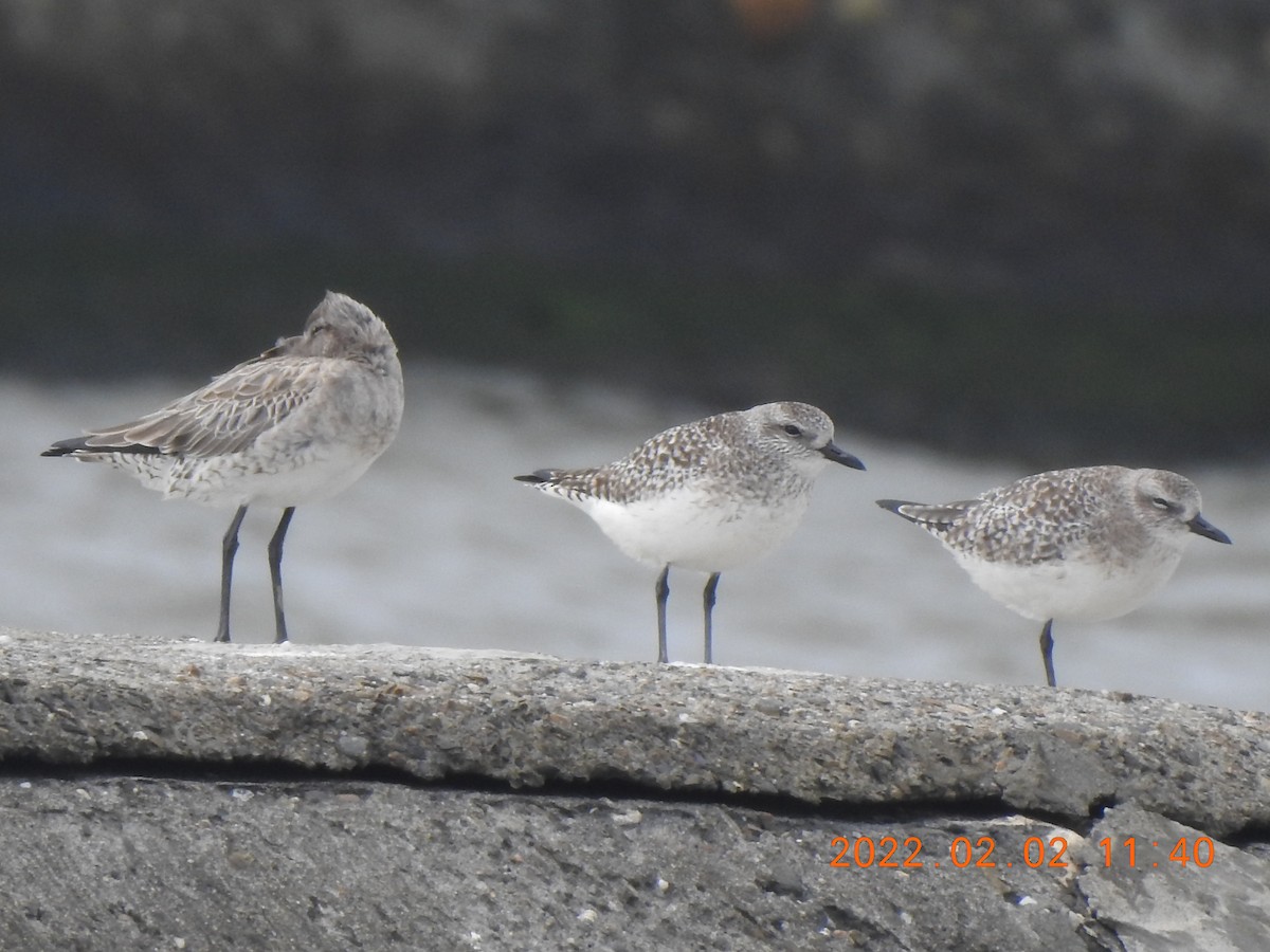 Black-bellied Plover - ML572385741