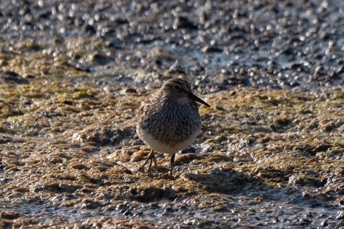 Pectoral Sandpiper - Victor Hoyeau