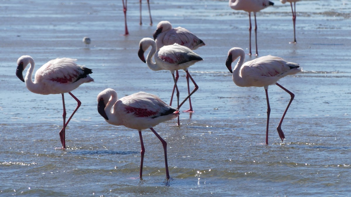 Lesser Flamingo - Simon Janssens
