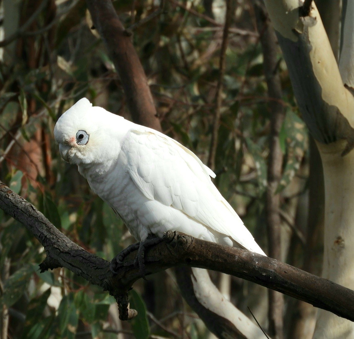 Little Corella - ML572386891