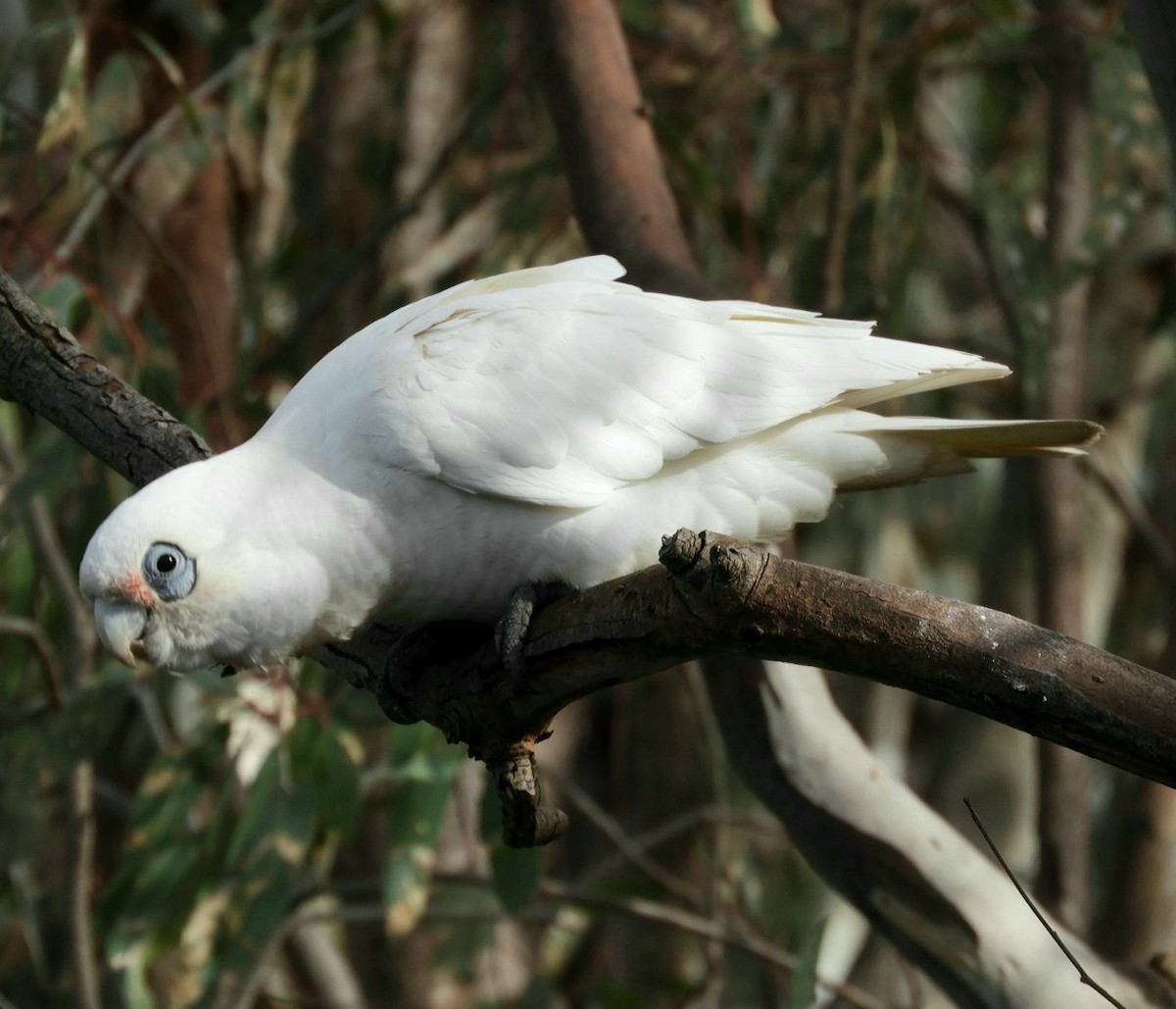 Little Corella - ML572386901