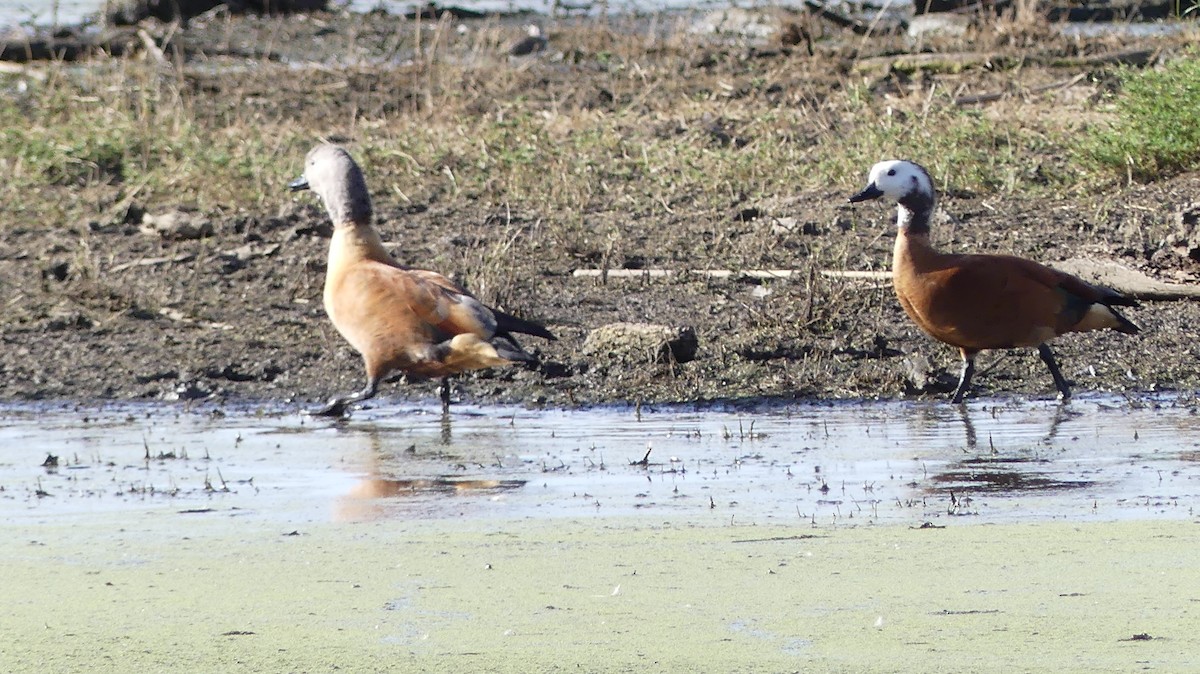 South African Shelduck - ML572387021