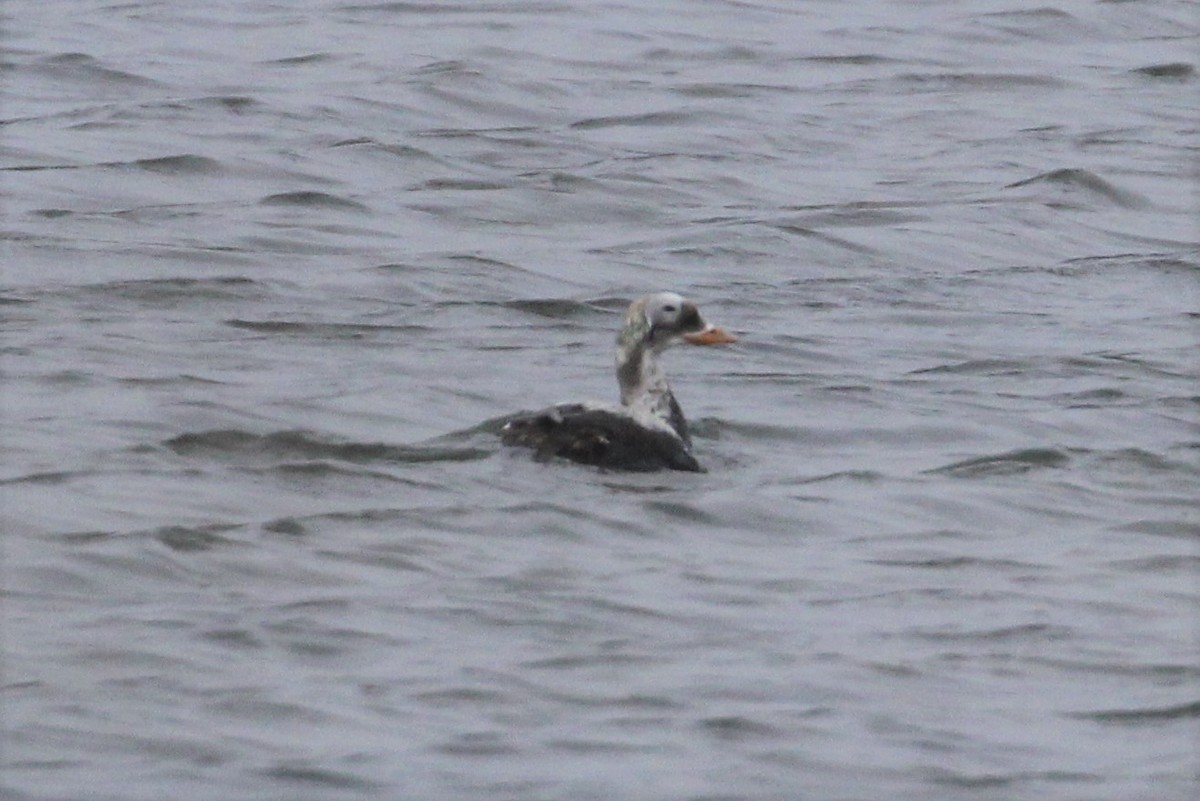 Spectacled Eider - ML572387061