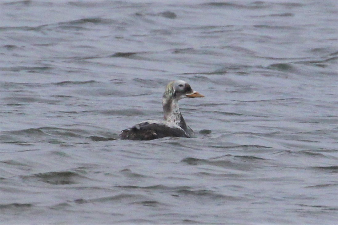 Spectacled Eider - ML572387071