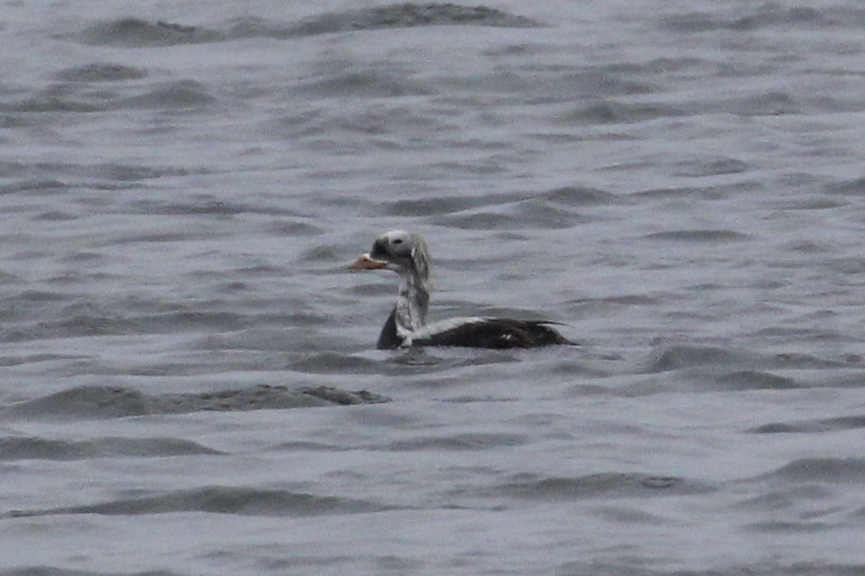 Spectacled Eider - ML572387101