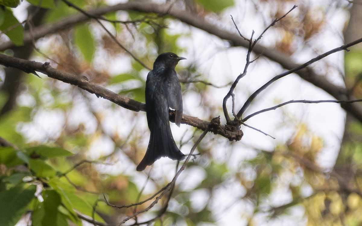 Fork-tailed Drongo-Cuckoo - ML572387151