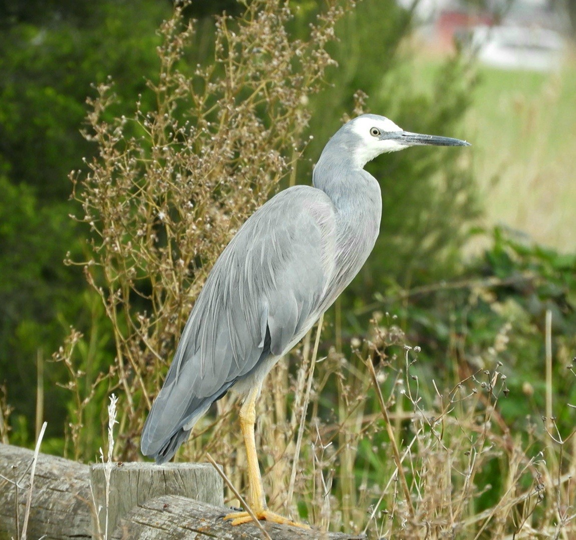 White-faced Heron - ML572387421