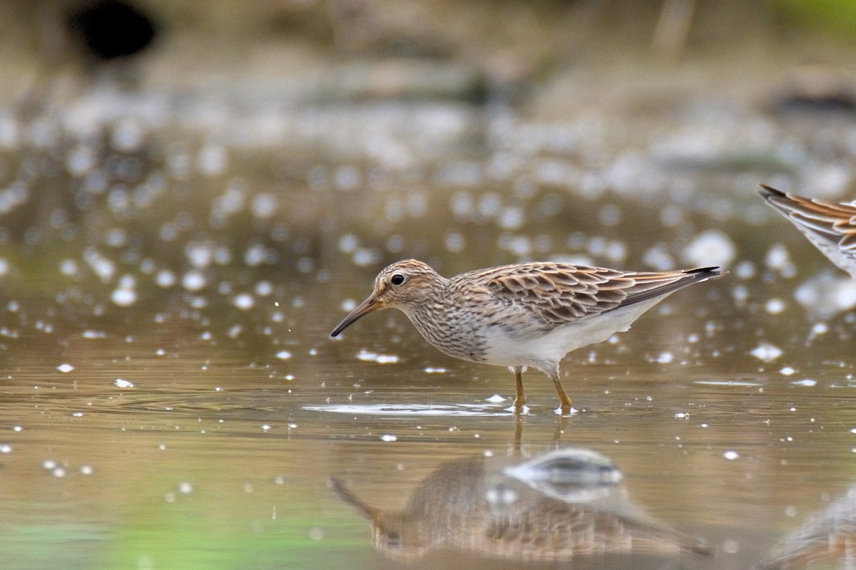 Pectoral Sandpiper - ML572387761