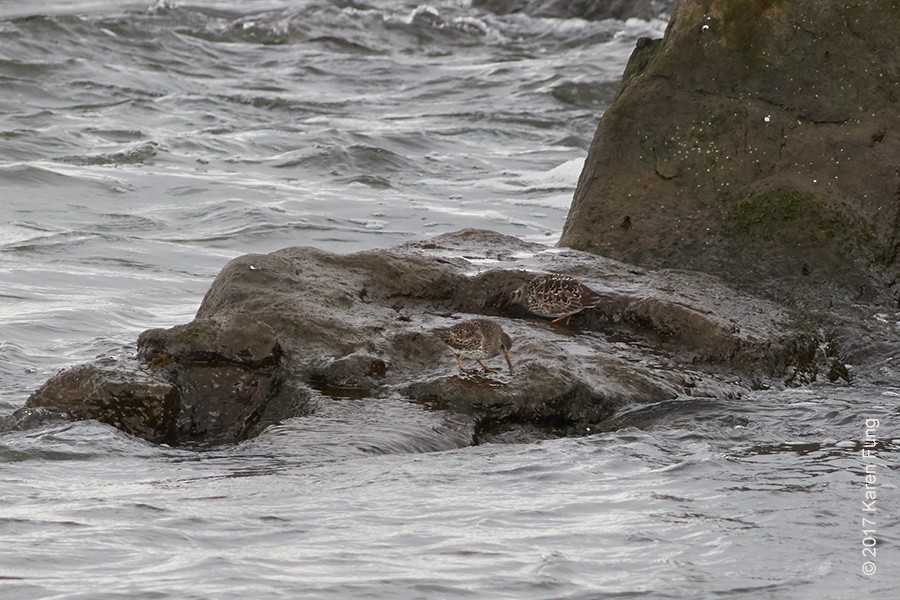 Purple Sandpiper - ML57238811