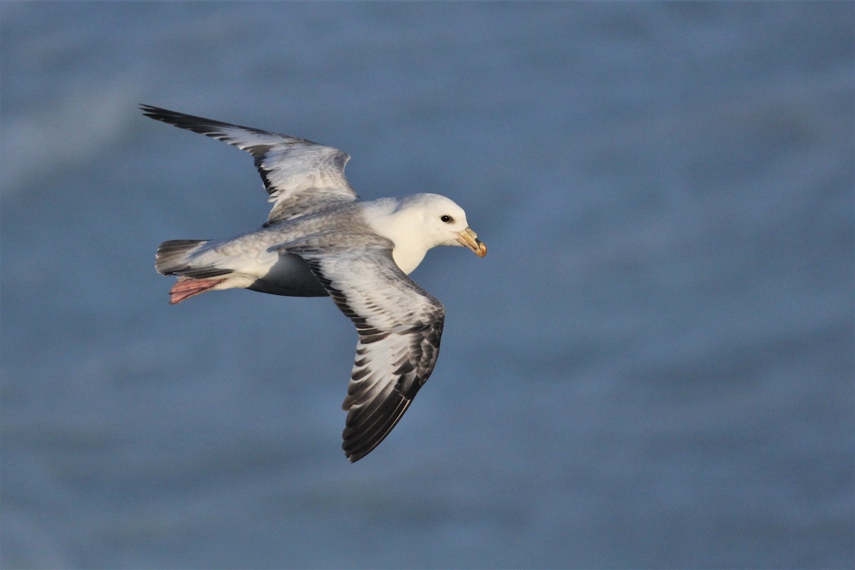 Northern Fulmar - Jon Pleizier