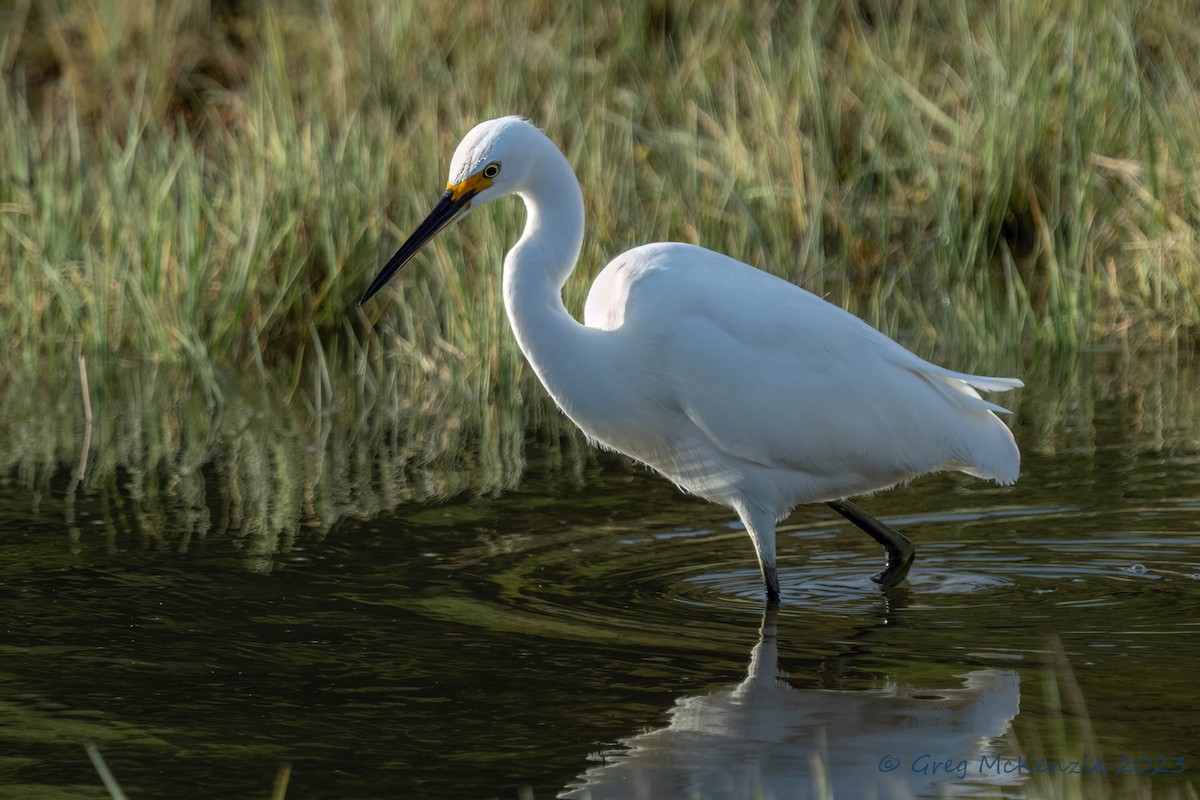 小白鷺 - ML572388391