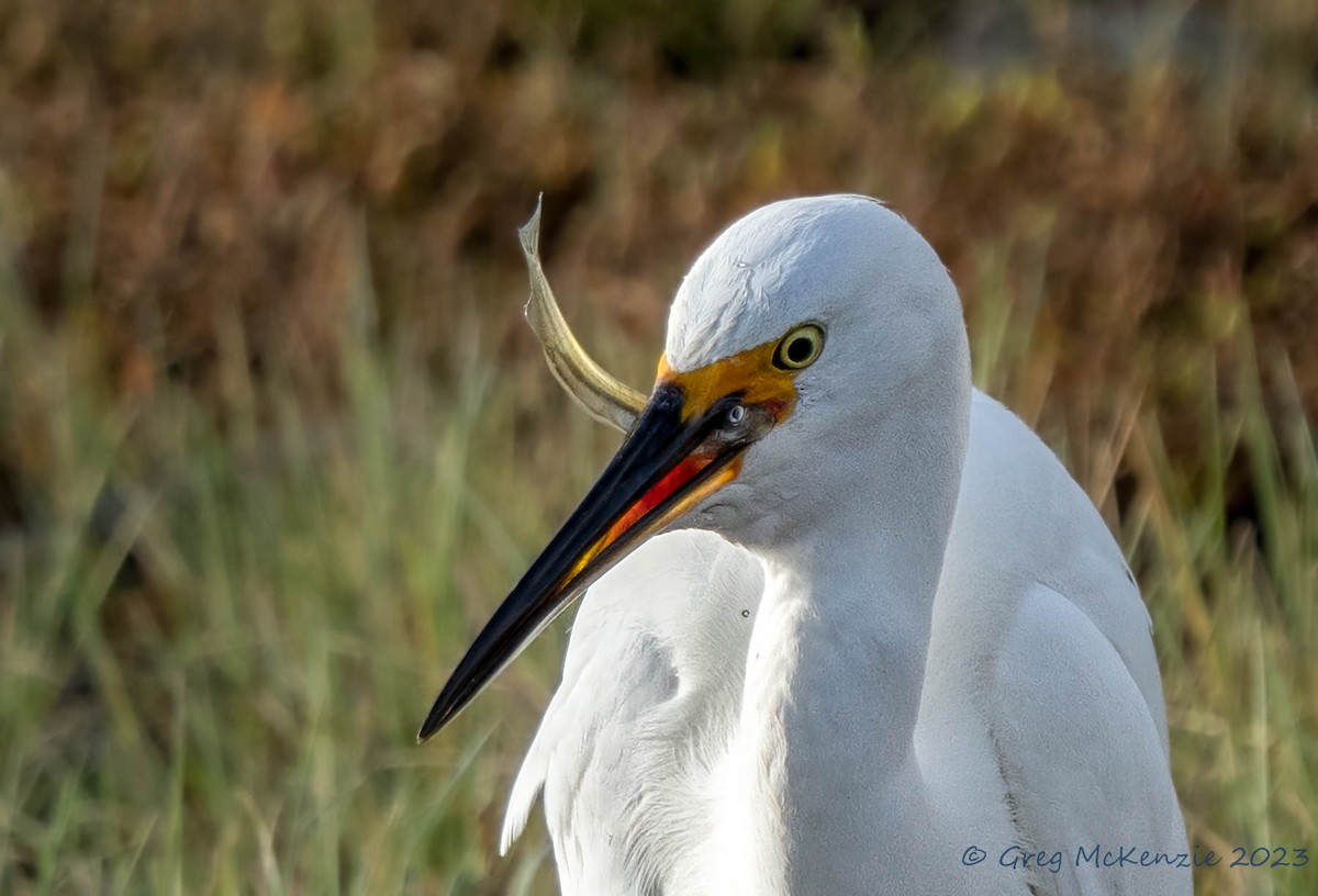 小白鷺 - ML572388401