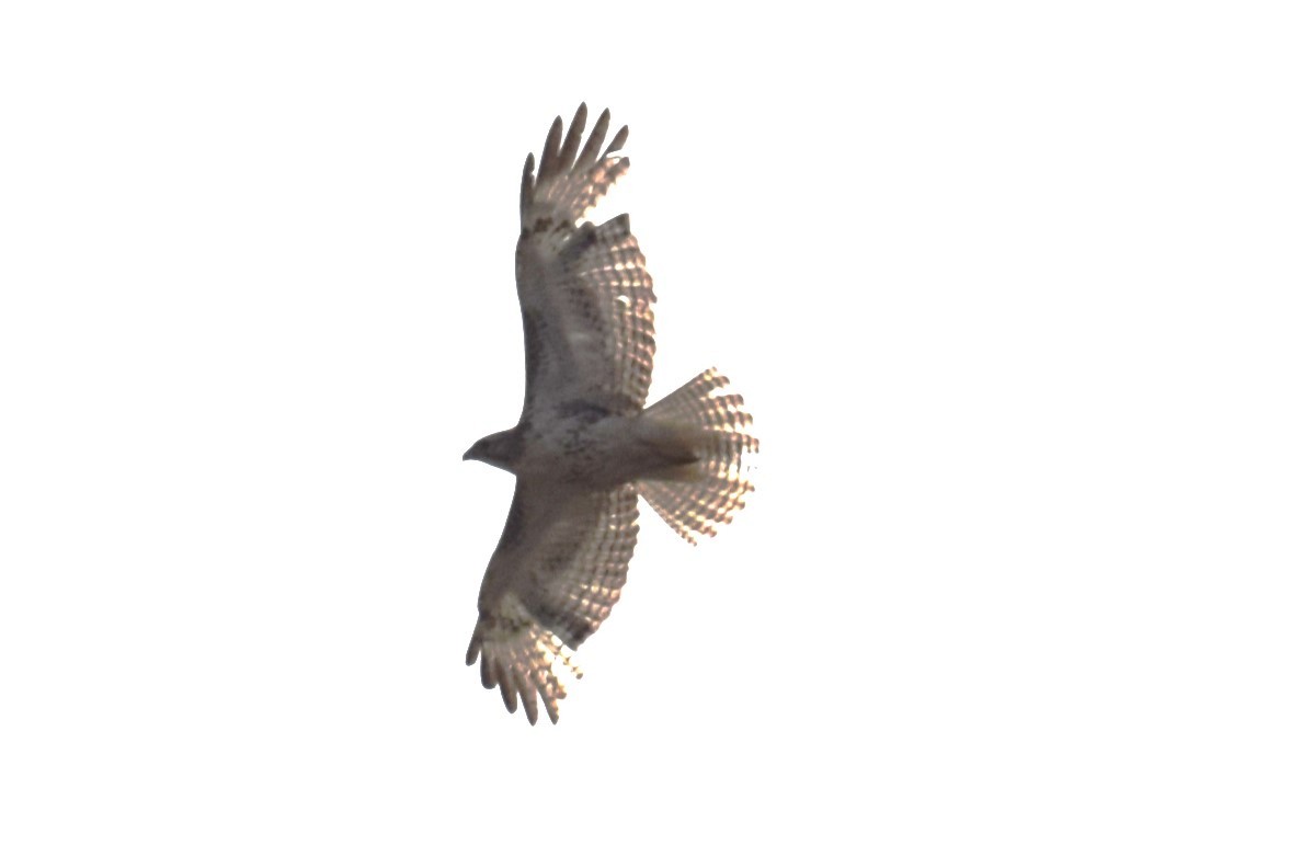 Red-tailed Hawk - ML572388421