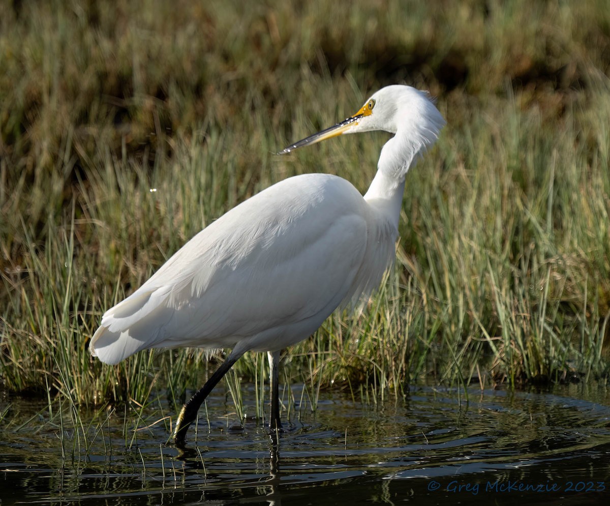 小白鷺 - ML572388931