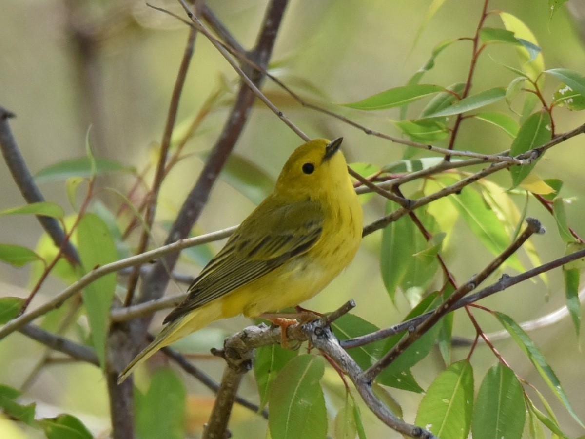 Yellow Warbler - ML572390491