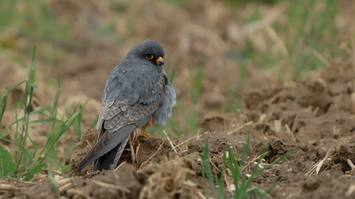 Red-footed Falcon - ML572390821