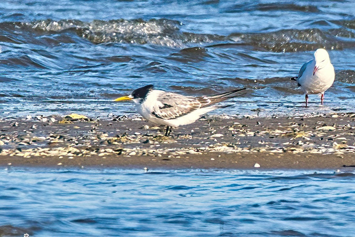 Great Crested Tern - ML572391501