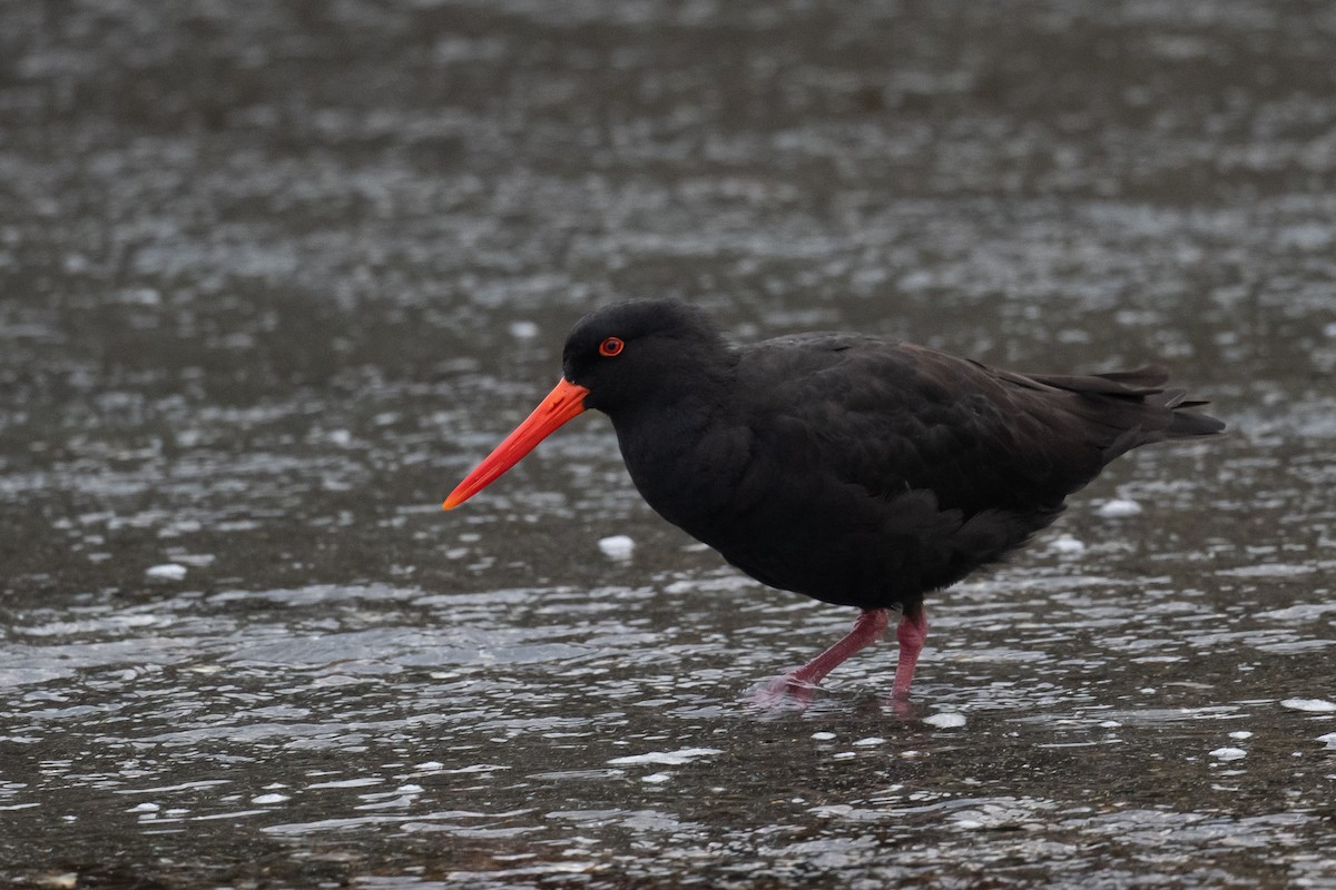 Sooty Oystercatcher - ML572391911