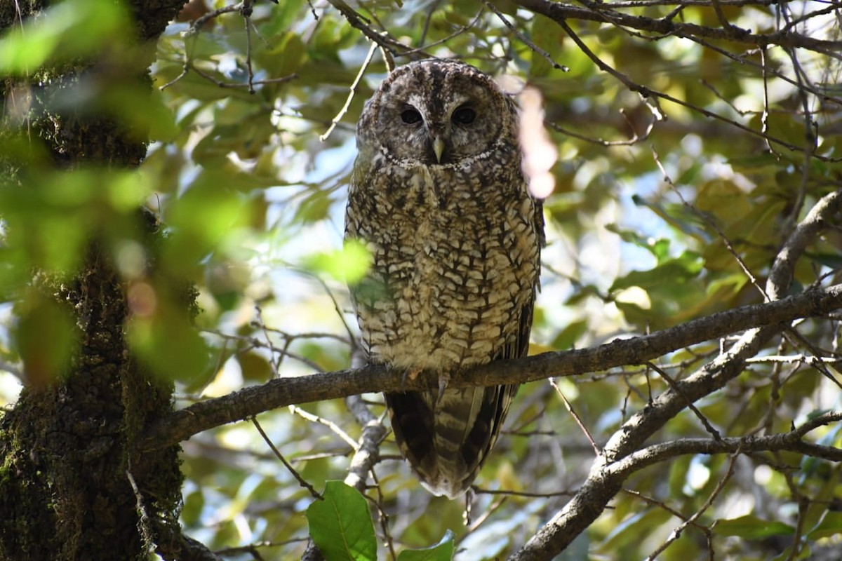 Himalayan Owl - ML572392231