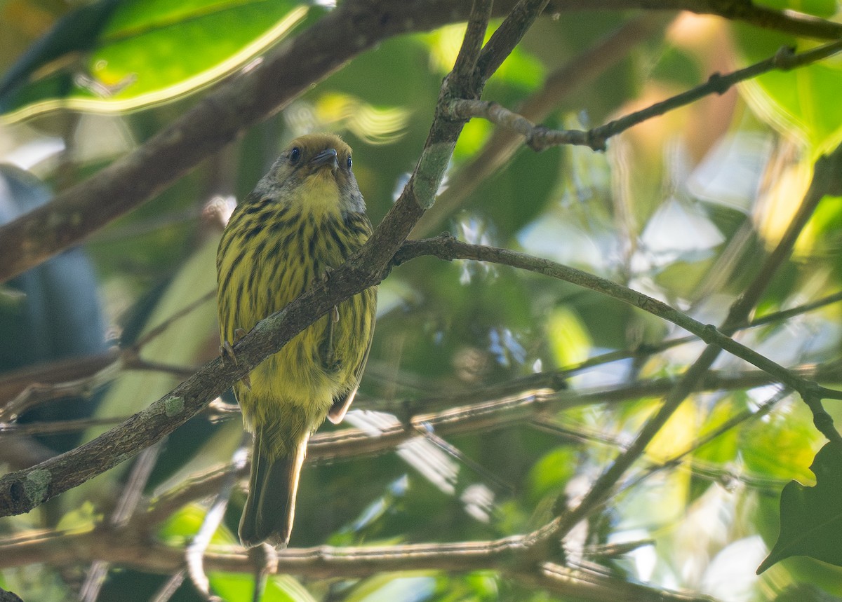 Palawan Striped-Babbler - Forest Botial-Jarvis