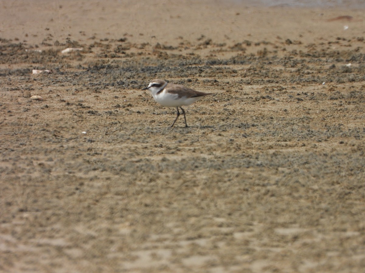 Kentish Plover - ML572393661