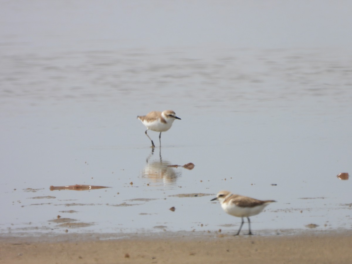 Kentish Plover - ML572393671