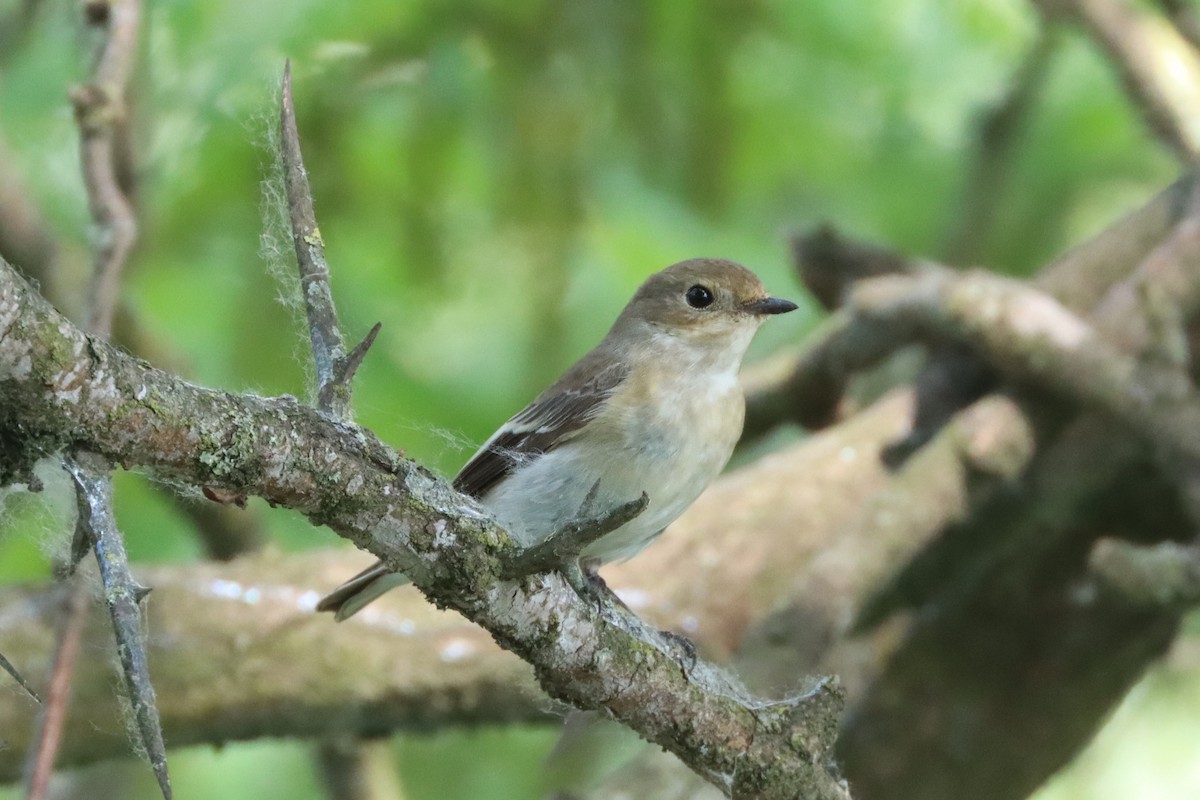 European Pied Flycatcher - Sebastiano Ercoli