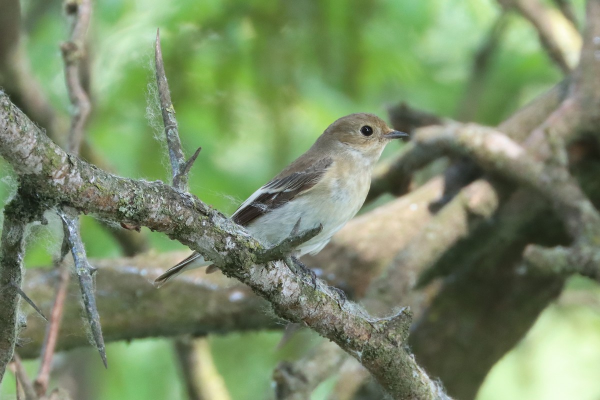 European Pied Flycatcher - Sebastiano Ercoli