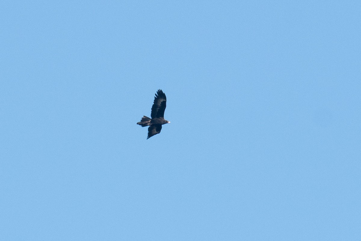 Wedge-tailed Eagle - ML572395011