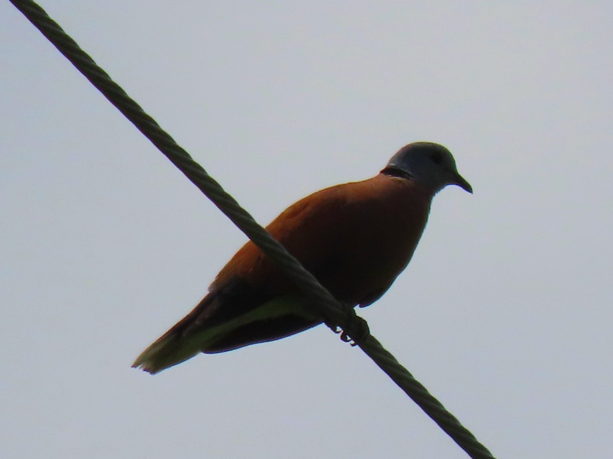 Red Collared-Dove - ML572395841