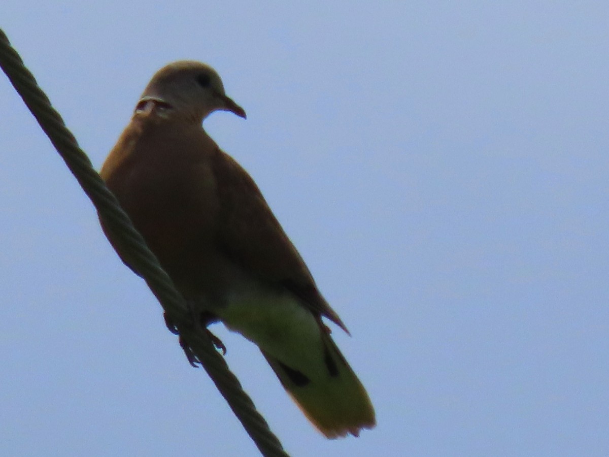 Red Collared-Dove - ML572395851
