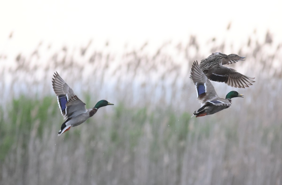 Canard colvert - ML572398031