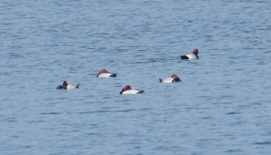 Common Pochard - Angeline Mano M