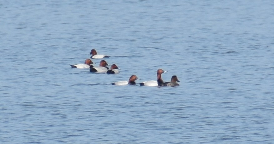 Common Pochard - Angeline Mano M