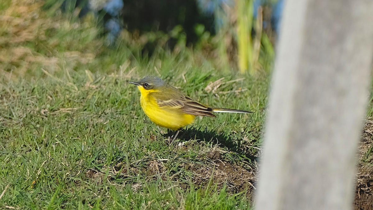 Western Yellow Wagtail - ML572399751