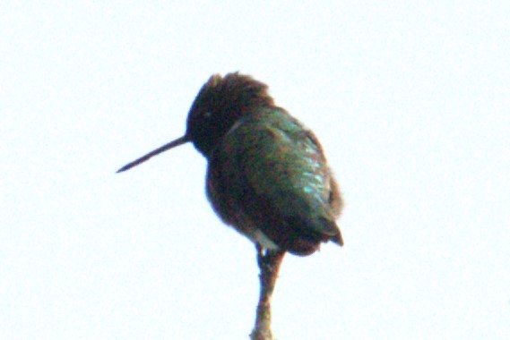 Broad-tailed Hummingbird - ML572404101