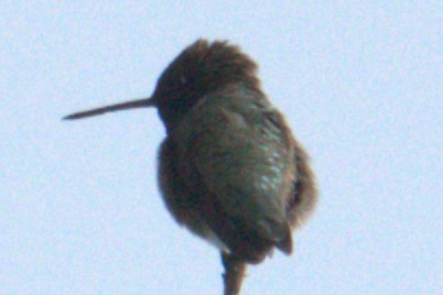 Geniş Kuyruklu Kolibri - ML572404111