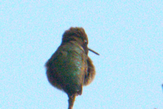 Geniş Kuyruklu Kolibri - ML572404121