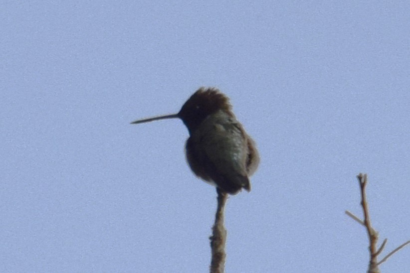 Broad-tailed Hummingbird - ML572404131