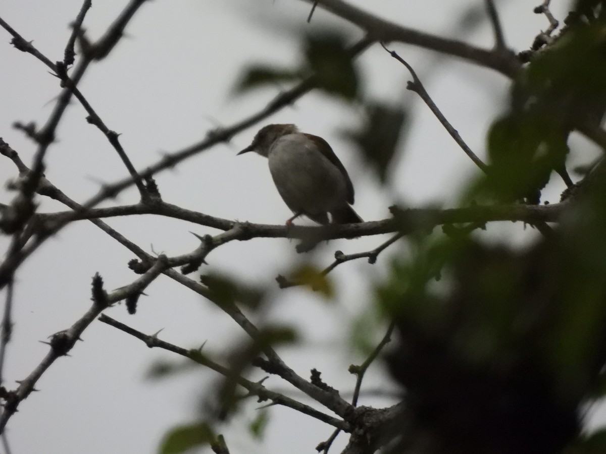 Green-backed Camaroptera - ML572404671