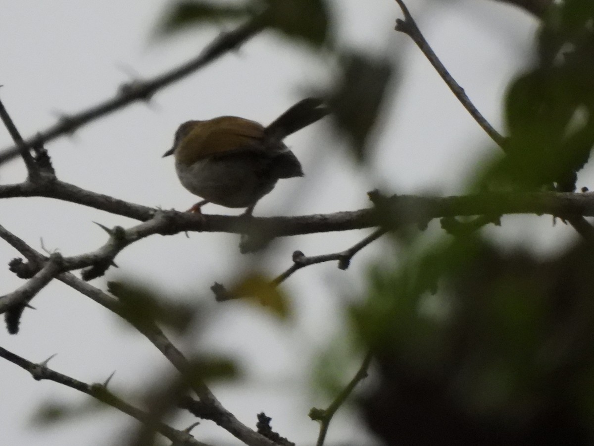 Green-backed Camaroptera - Gwen HK