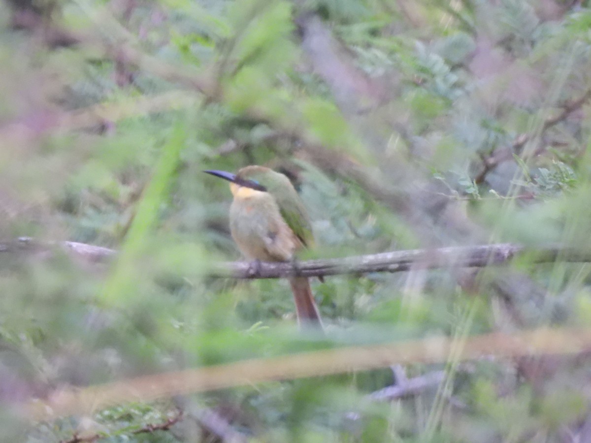 Little Bee-eater - ML572404721