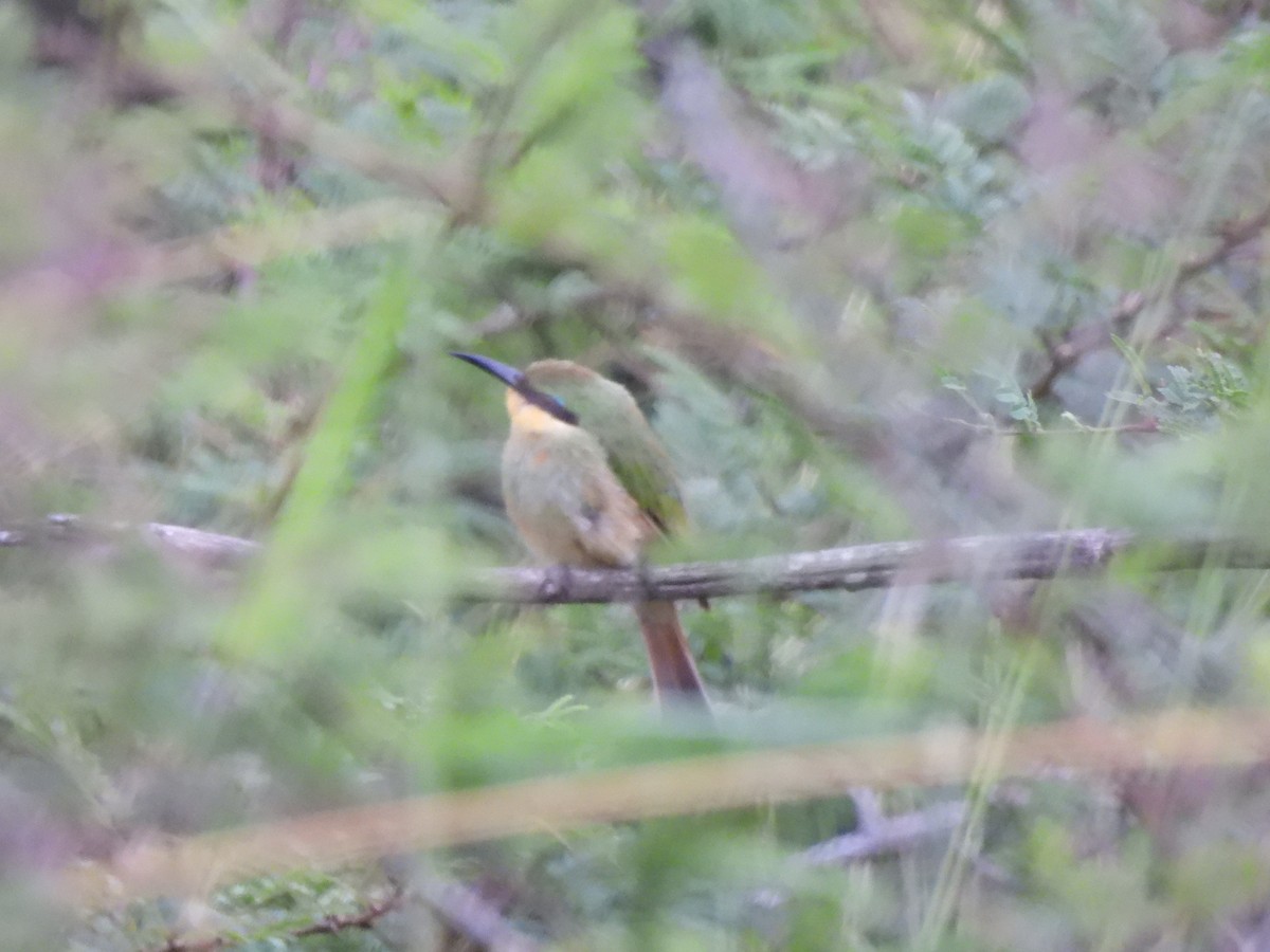 Little Bee-eater - ML572404731