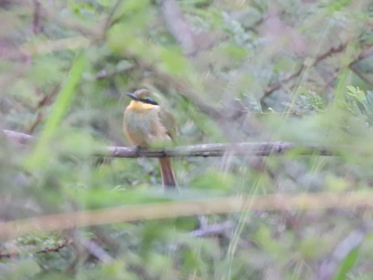 Little Bee-eater - ML572404741