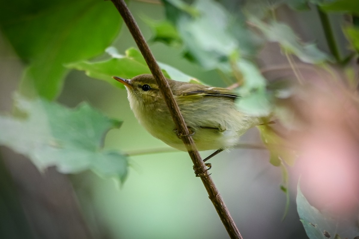 Hume's Warbler - ML572405341
