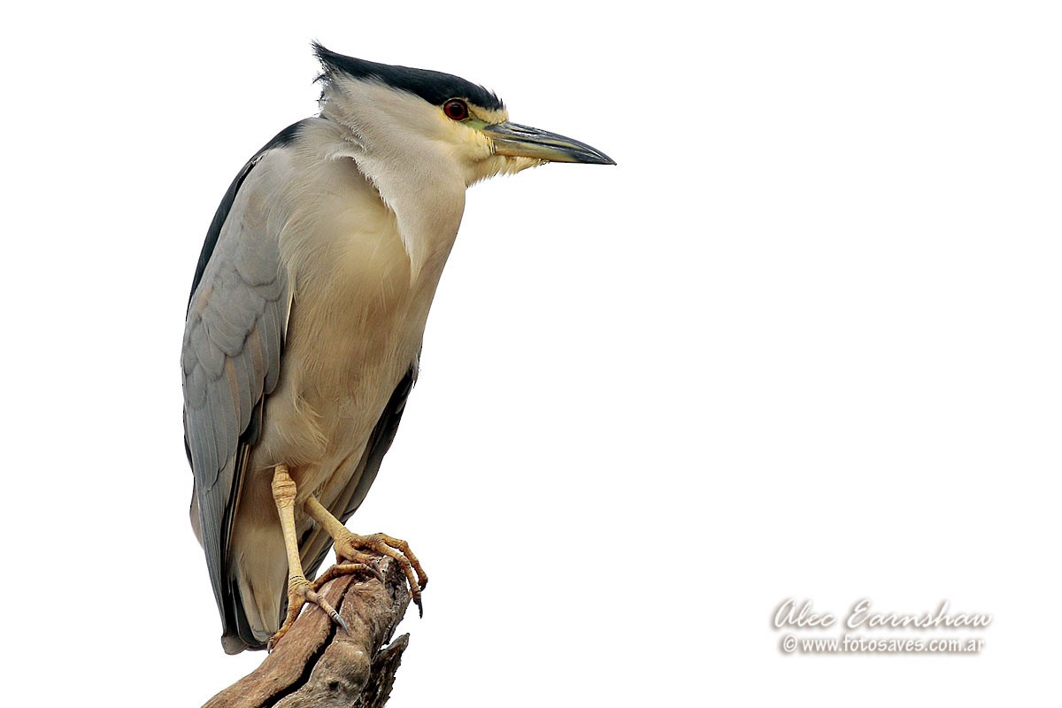 Black-crowned Night Heron - ML57240541