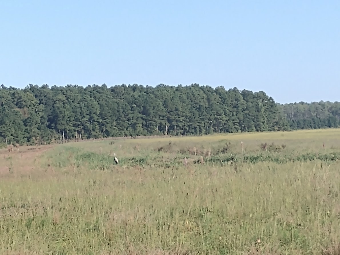 Kanada Turnası - ML572405471