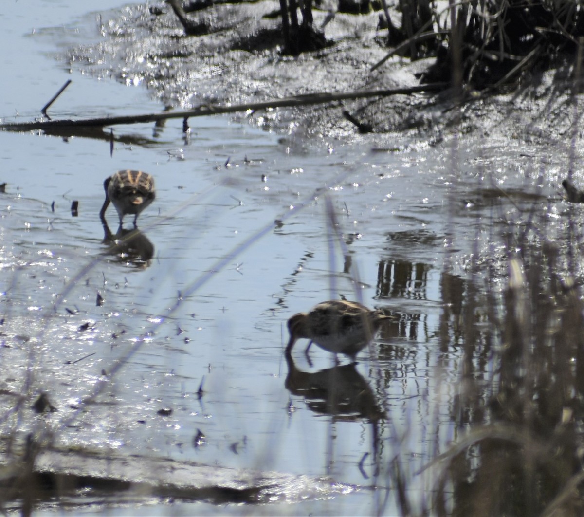 Wilson's Snipe - ML572405511