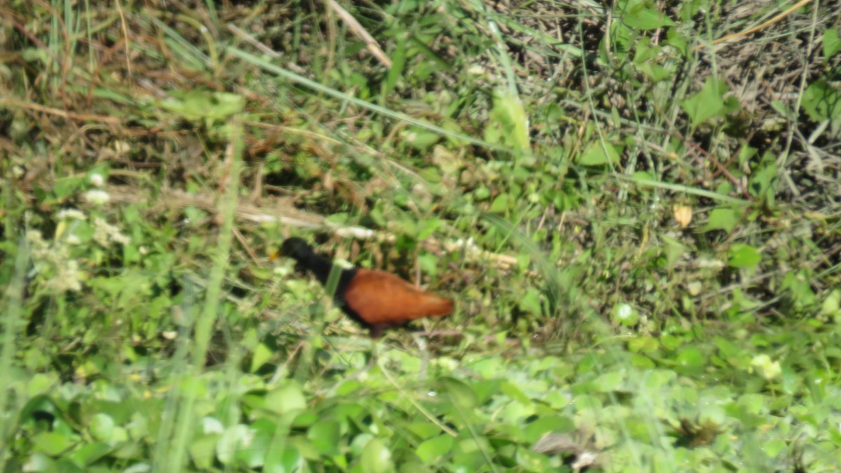 Wattled Jacana - ML572405931