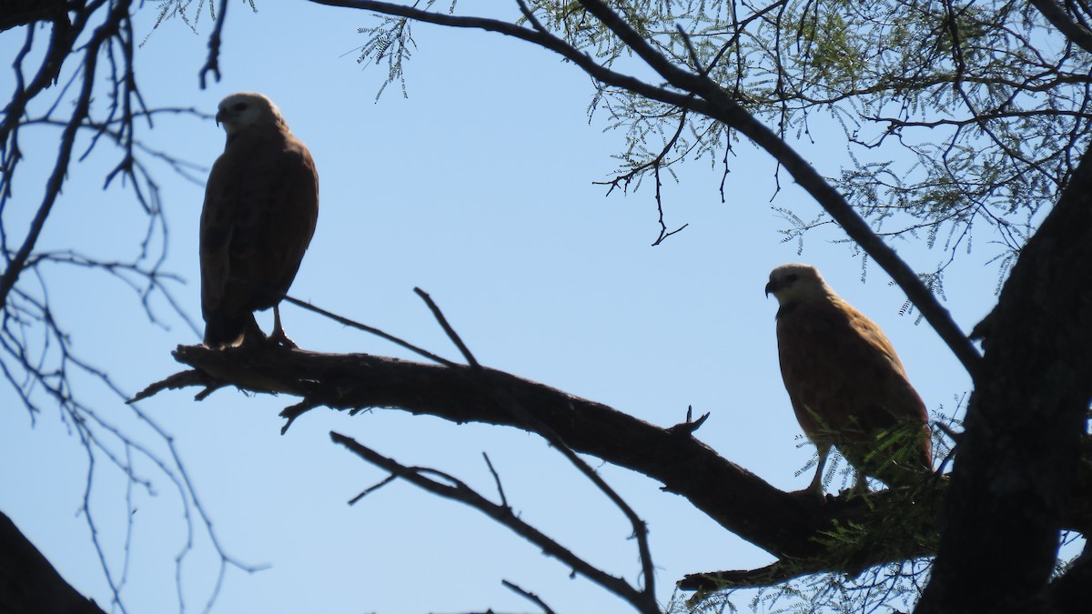 Black-collared Hawk - ML572406321